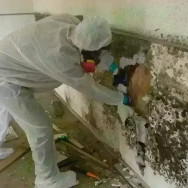 Mold Remediation and Removal in Manchester, KY